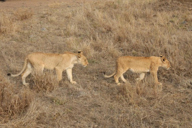 Фото 1 Фото 1