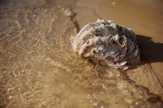 Cowrie island