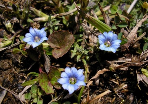 Голубые цветы (Дхарамсала)