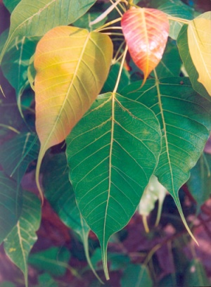 Дерево Бо, или Листья священного фикуса