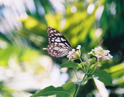    Coconut Lagoon Hotel / 