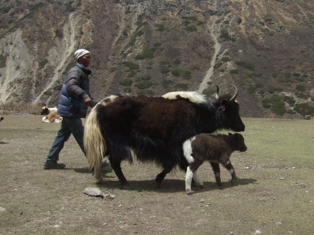      .       : Yak Attack!.