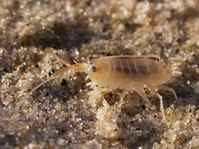 Talitrus saltator