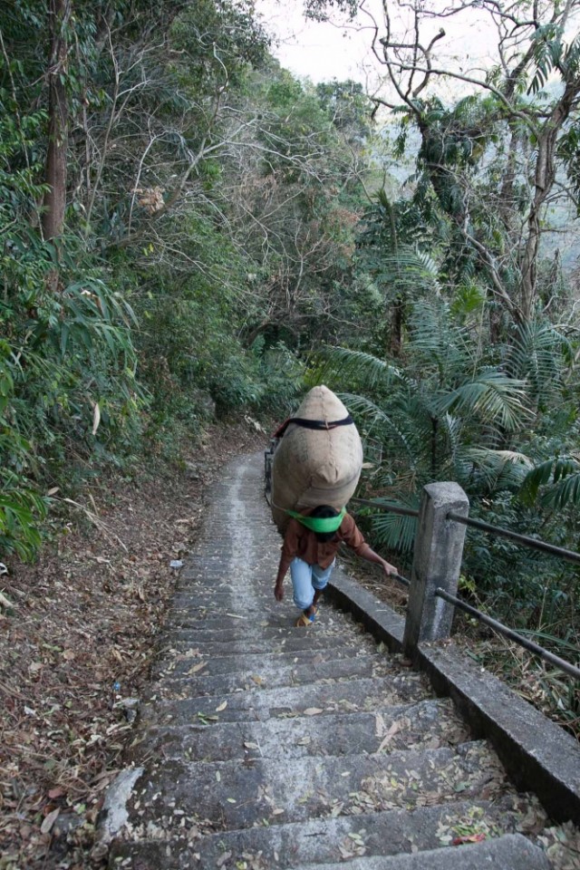 корзина набитая листьями, которые они кладут в чай корзина набитая листьями, которые они кладут в чай