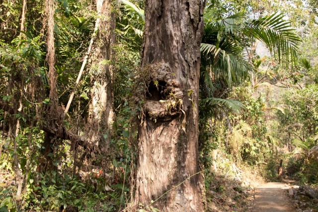 дерево с губами дерево с губами