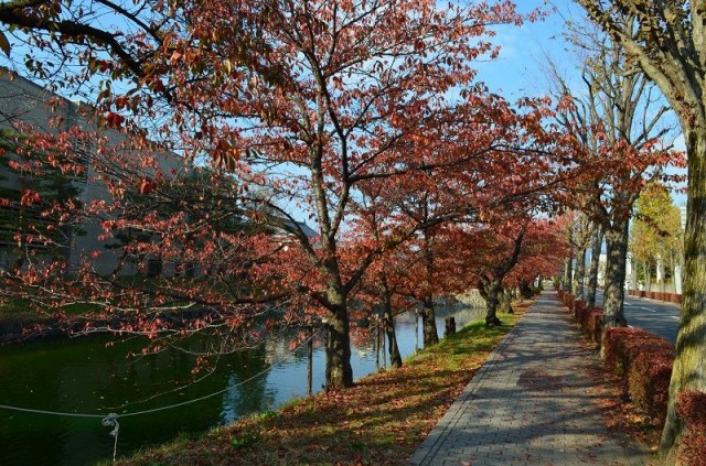 Мацумото Мацумото