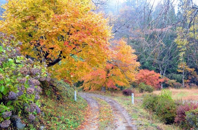 Цумаго - Магоме трек Цумаго - Магоме трек