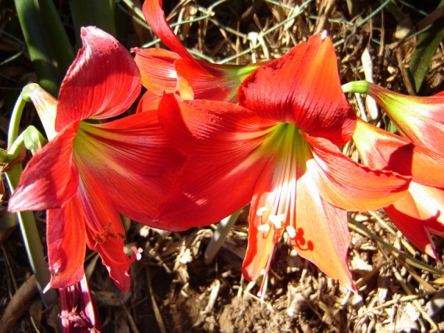 Фото 1 Фото 1