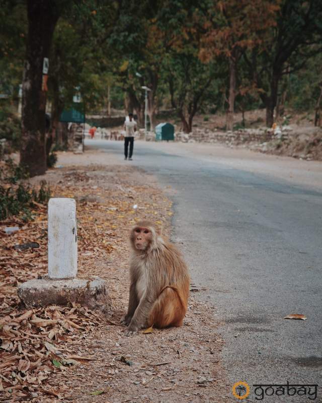 GoaBay  Monkey