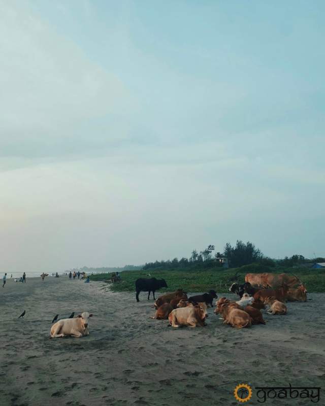 GoaBay Индия Пляж