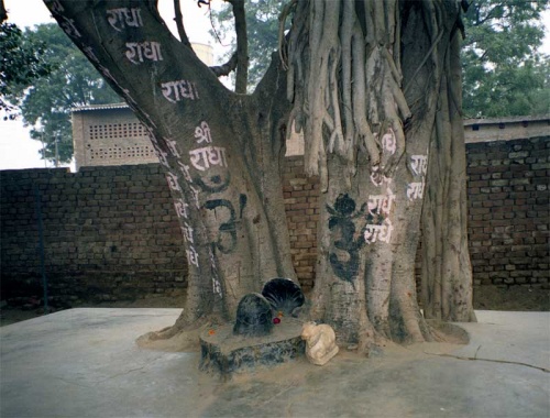 Шива-лингам под деревом