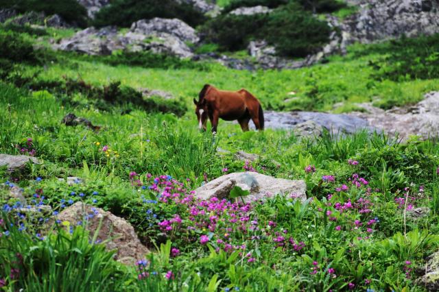 up above Aru Valley 1