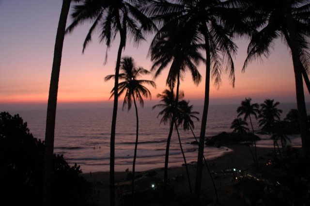 пальмы пальмы