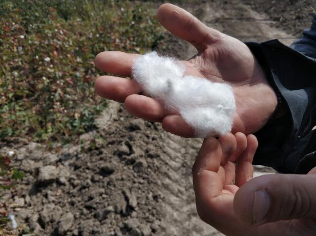 Хлопок Хлопок