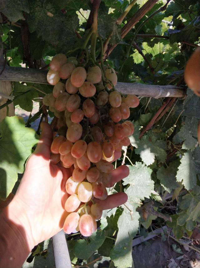 Фото 2 Фото 2