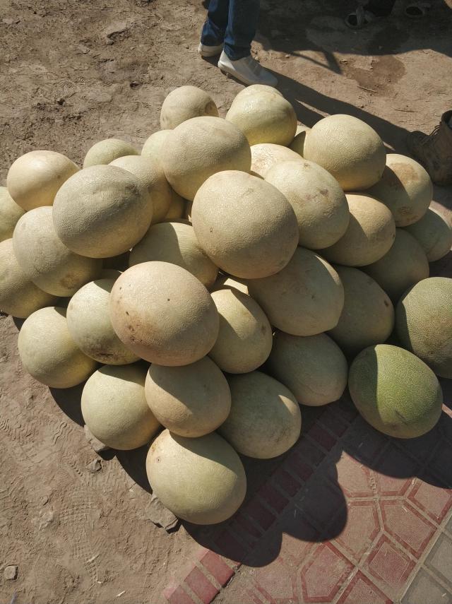 Дынька белый Гурбак Дынька белый Гурбак