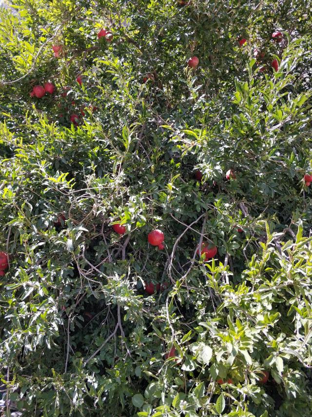 Гранат, очень вкусный Гранат, очень вкусный