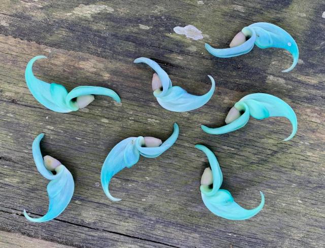 Strongylodon macrobotrys, commonly known as jade vine