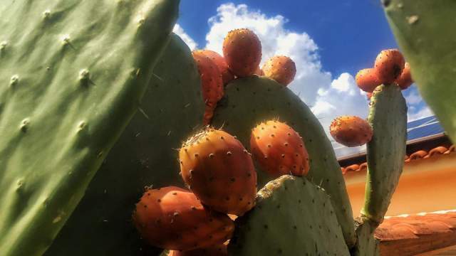 eatable cactus