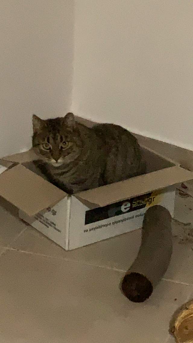 кот какбэ намекает, что коробка для растопки - пустая!