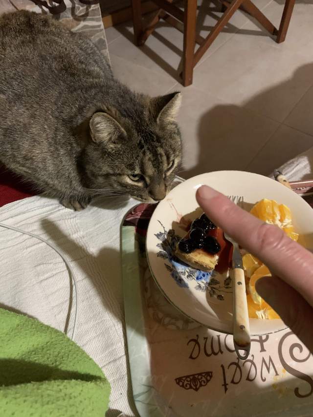 тоже любит сладкое в частности и еду вообще тоже любит сладкое в частности и еду вообще