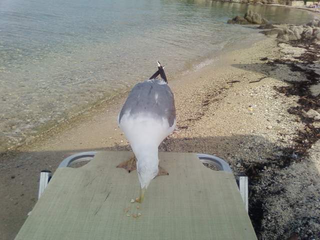 Кушать подано! Кушать подано!