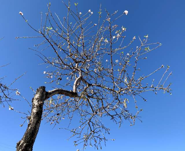 зацвело фисташковое дерево зацвело фисташковое дерево