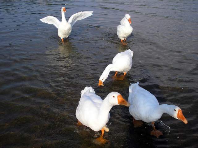 Фото 5 Фото 5