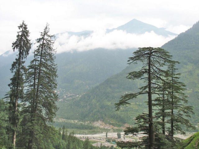 Привет от гималайских кедров! Привет от гималайских кедров!