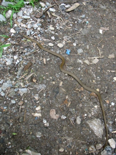 Привет от коброчки! Привет от коброчки!