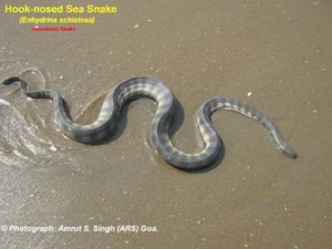Морские змеи нескольких видов