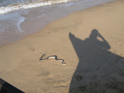 snake on the beach