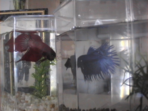 my  fighting fishes