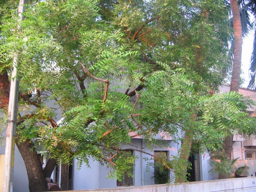   (Neem tree)