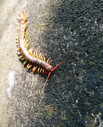 ,      ,     :)  badguest