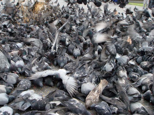 кормежка :) кормежка :)