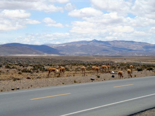по дороге в Чивай: пасущиеся гуанако по дороге в Чивай: пасущиеся гуанако
