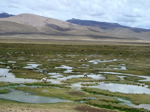 горные пастбища горные пастбища