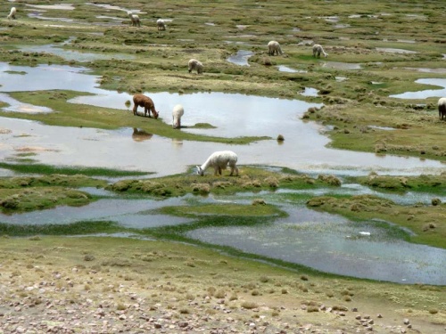 пасутся молодые альпаки пасутся молодые альпаки