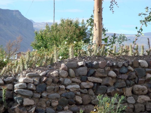 местная "колючая проволока" из кактусов :) местная "колючая проволока" из кактусов :)