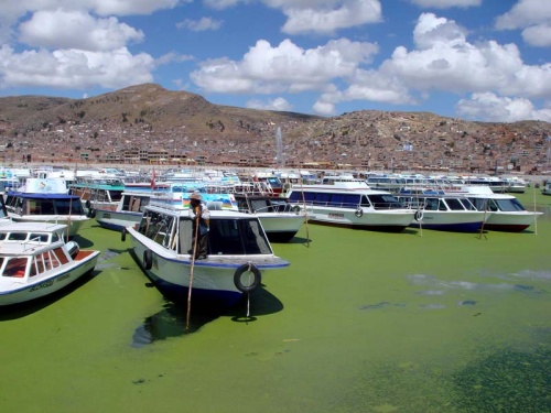 заросший причал заросший причал