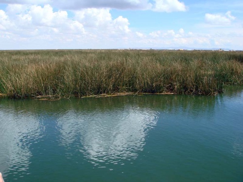 заросли тростника заросли тростника