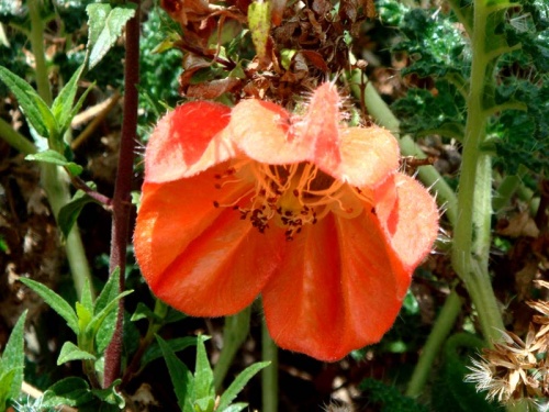 таких цветочков там много таких цветочков там много