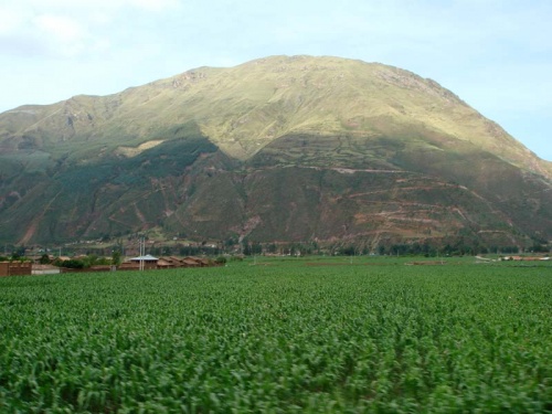 сочные поля... сочные поля...