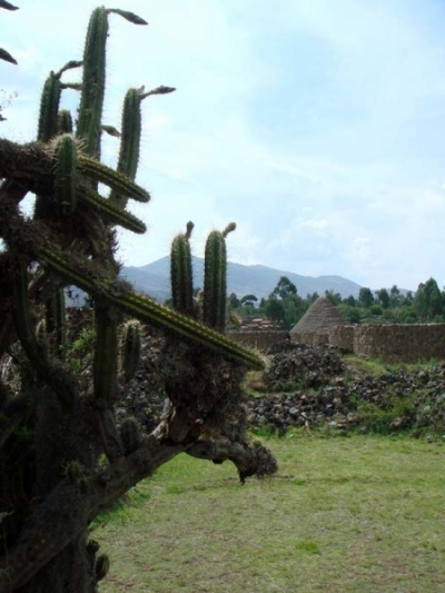 кактусы я люблю... :) кактусы я люблю... :)