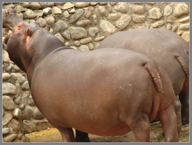 Mahindra Zoo - бегемотик