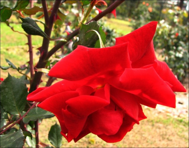 Самый большой в Азии сад роз