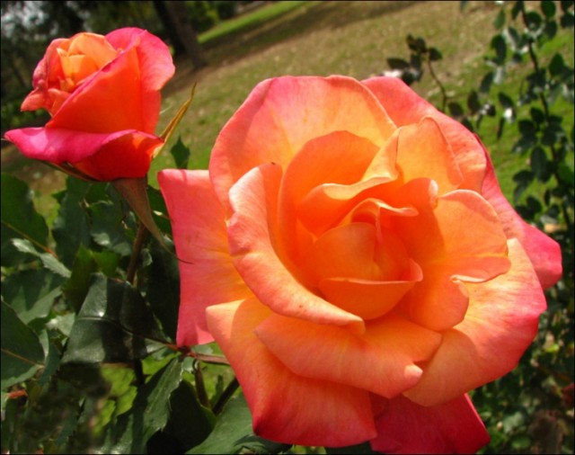 Rose garden - sector 16