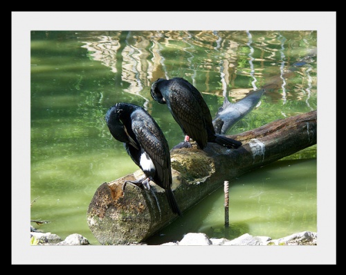 зоопарк зоопарк