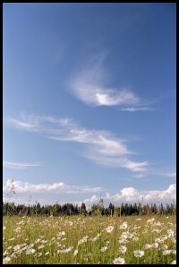 поле ромашек для Маши поле ромашек для Маши